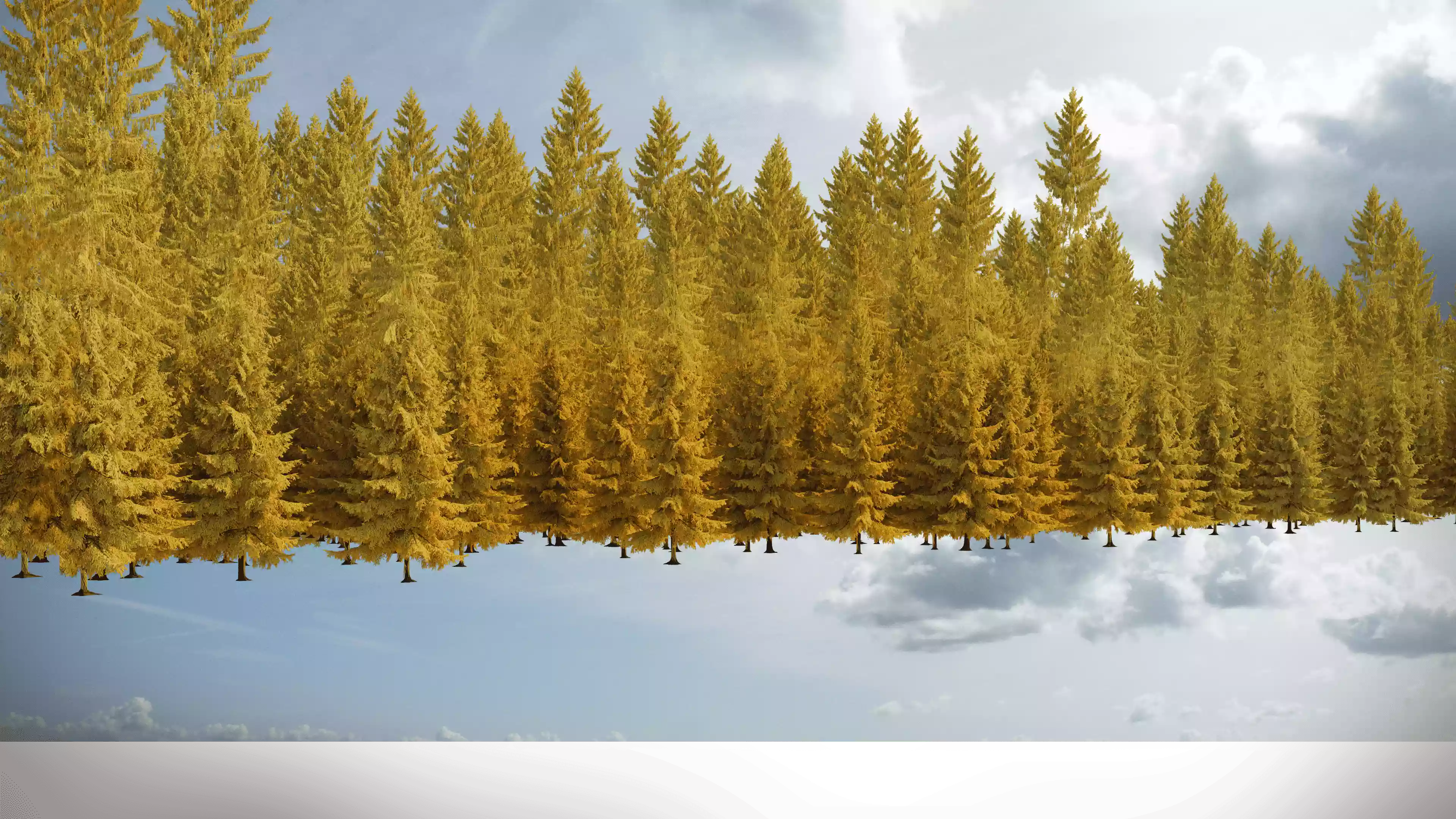 Фон wood autumn