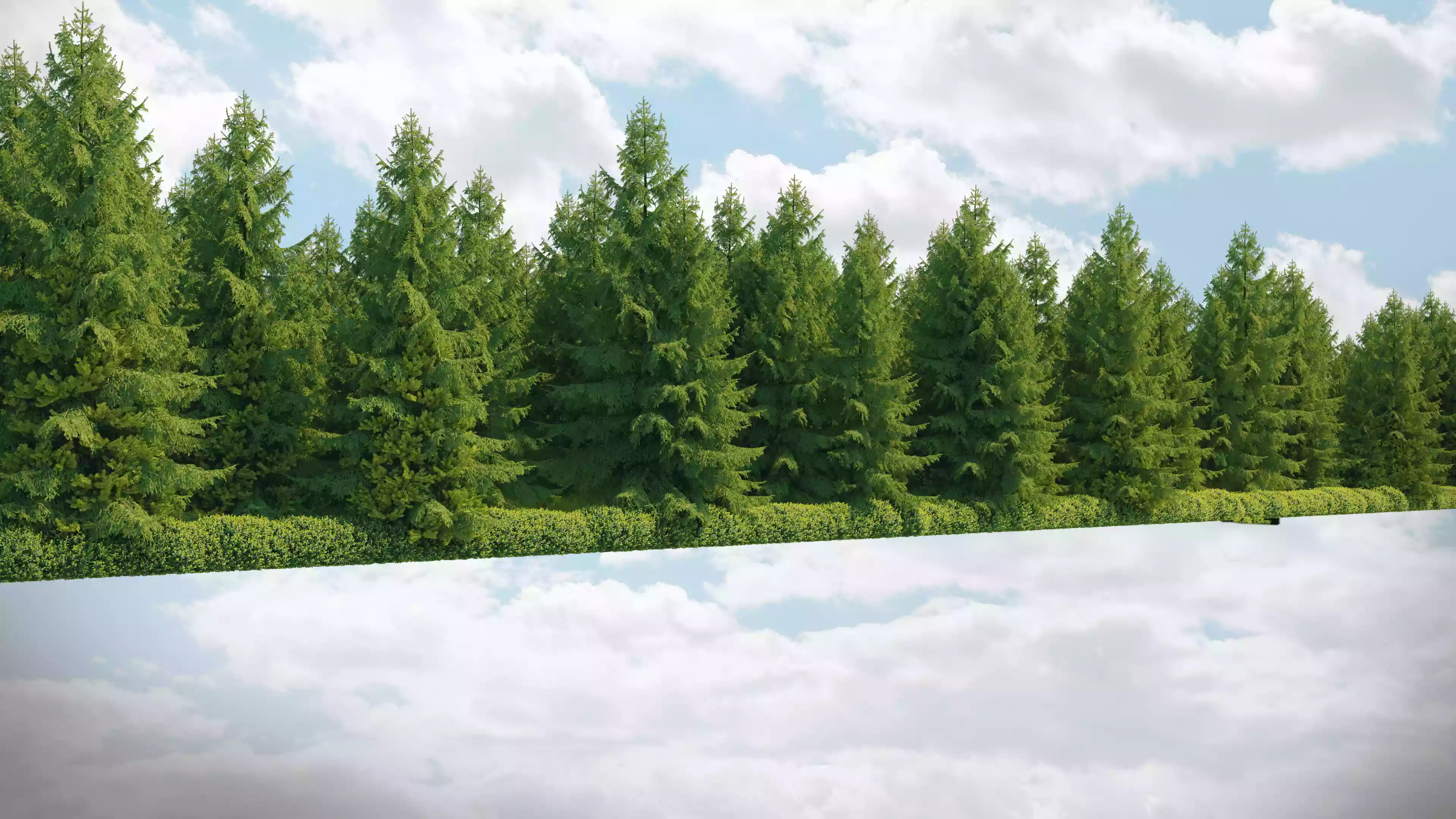 Фон wood summer